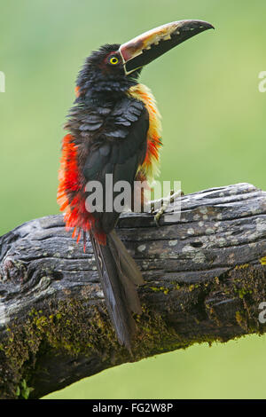 Aracari Toucan Perched On A Branch In The Rainforest Of Belize Stock 