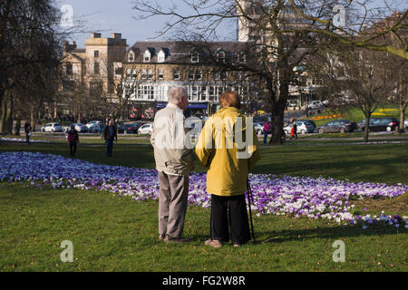 A couple of visitors to Harrogate, North Yorkshire, England, admire the carpet of beautiful, colourful, springtime crocuses, in flower on The Stray. Stock Photo