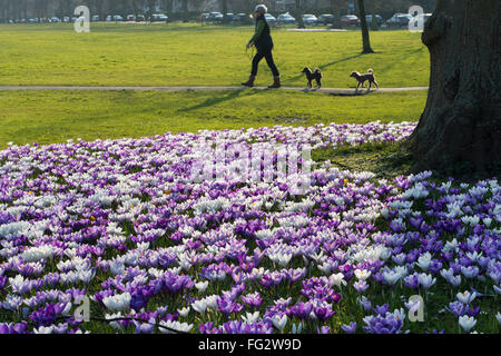 Lady walking 2 dogs, passes a carpet of colourful, purple & white, springtime, flowering crocuses, on The Stray, Harrogate, North Yorkshire, England. Stock Photo