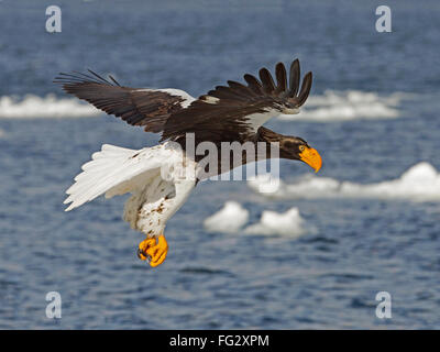 Steller's sea eagle flying over frozen sea Stock Photo