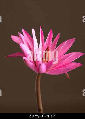 Pink Lotus flower on black background Stock Photo