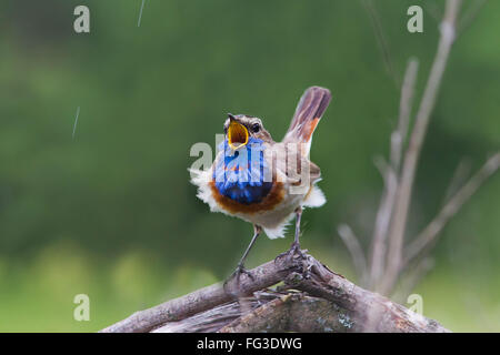 the male bird is the Bluethroat Nightingale sings to attract the