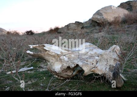 Cow skull on hillside in Azerbaijan. A horned skull lies on short grass in front of rocks Stock Photo