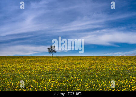 A blue sky with soft clouds over a meadow full of dandelions. A lonely tree stands on the centre line next to a wooden fence. Stock Photo