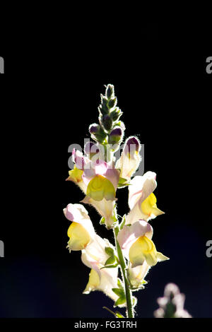 Snapdragon flowers in Boise, Idaho, USA. Stock Photo