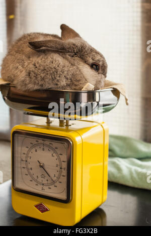 Rabbit Care - Weighing Rabbit on Scales Stock Photo: 96211970 - Alamy