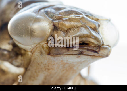 Emperor dragonfly nymph case, macro close up of face and jaws.  Old skin, empty shell, moved one to next phase of life. Stock Photo