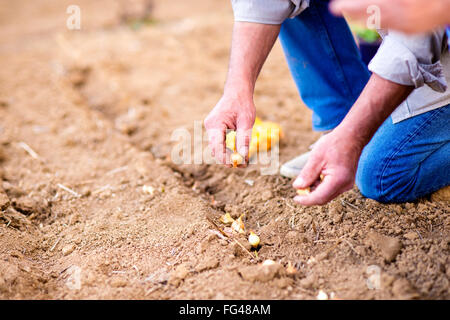 Senior man planting onions in row against dirt, detail Stock Photo