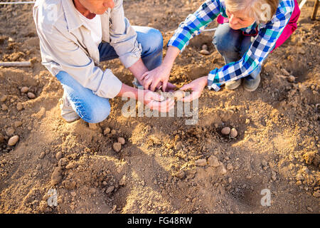 Close up, unrecognizable senior couple planting potatoes in row Stock Photo