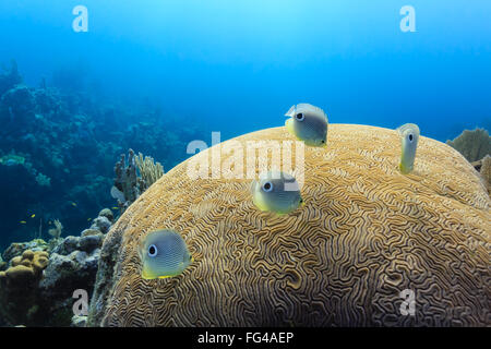 Foureye Butterflyfish chaetodon capistratus swimming above brain coral on coral reef Stock Photo