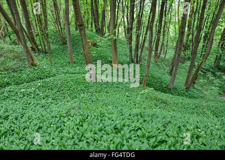 Mass of wild garlic (Ramsons, Allium Ursinum) in an English woodland in spring. Stock Photo