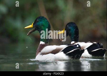Adult male mallard ducks quacking. Stock Photo