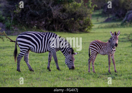 A mother zebra is grazing with her young foal, still more brown that black, playing around her. Stock Photo