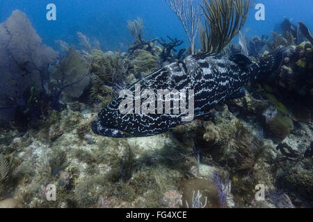 Black Grouper inside Jardines de la Reina Marine Reserve, Cuba Stock Photo