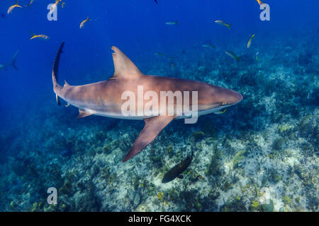 Caribbean Reef Shark in Jardines de la Reina marine reserve, Cuba Stock Photo