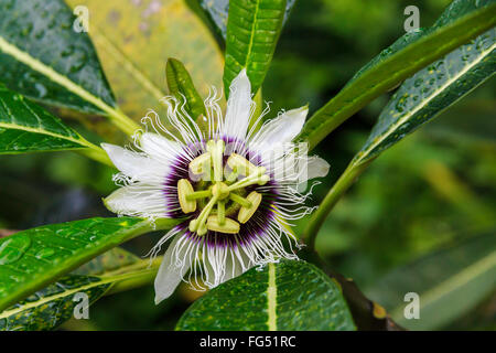 Purple Passion Flower on Koh Samet, Thailand Stock Photo