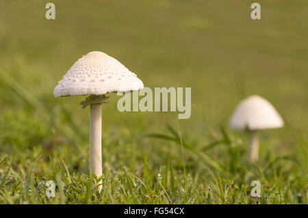 tall young mushroom after rain growing in wet green grassy field Stock Photo