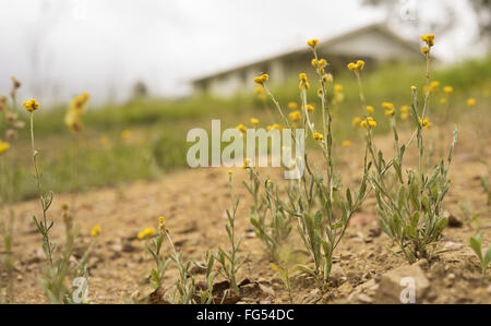 Australian Spring wildflowers landscape with yellow Buttons, Woollyheads or  Billy Buttons, daisy like flower plants  known as C Stock Photo