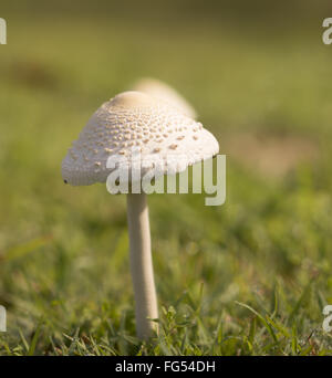 tall young mushroom after rain growing in green grass field Stock Photo