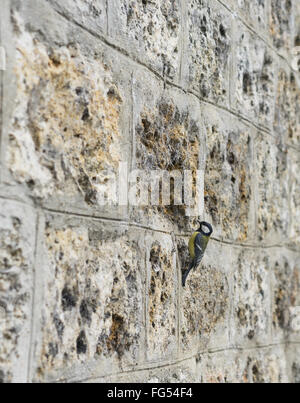 Textured background image of an old mossy stone brick wall with a small bird Stock Photo