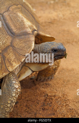 Angonoka or Ploughshare Tortoise (Astrochelys yniphora). Critically Endangered. Permanent 'nick' identification mark, on scute. Stock Photo