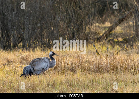 Crane on the bog in spring Stock Photo