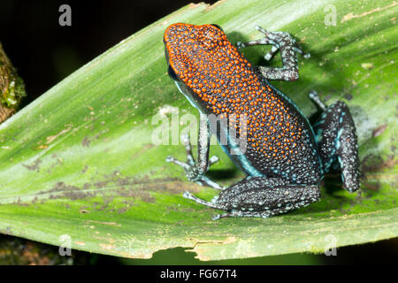 Ruby Poison Frog (Ameerega parvula) in rainforest in Pastaza Province, Ecuador Stock Photo