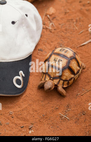 Ploughshare Tortoise (Astrochelys yniphora). Juvenile. Madagascar. Durrell Wildlife Conservation Trust breeding centre. Stock Photo