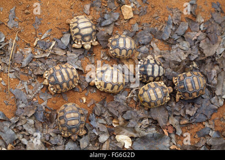 Ploughshare Tortoise (Astrochelys yniphora). Hatchlings. Juveniles. Clutch siblings. Madagascar. Durrell Wildlife Conservation T Stock Photo