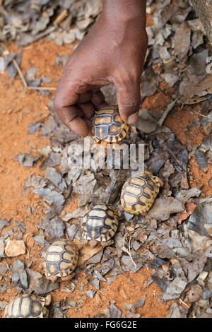 Ploughshare Tortoise (Astrochelys yniphora). Juveniles. Clutch siblings. Madagascar. Durrell Wildlife Conservation Trust . Stock Photo