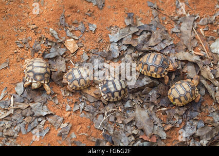 Ploughshare Tortoise (Astrochelys yniphora). Juveniles. Clutch siblings. Madagascar. Durrell Wildlife Conservation Trust. Stock Photo