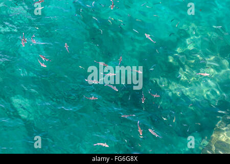 Many fish on the beautiful water surface. Top view of the Alboran Sea in the Strait of Gibraltar. Stock Photo