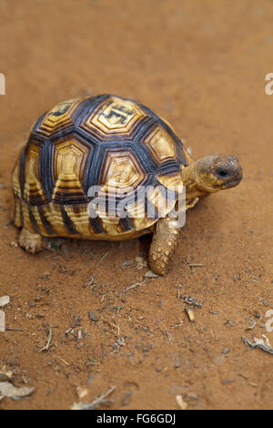 Ploughshare Tortoise (Astrochelys yniphora). Juvenile. Madagascar. Durrell Wildlife Conservation Trust breeding centre. Stock Photo