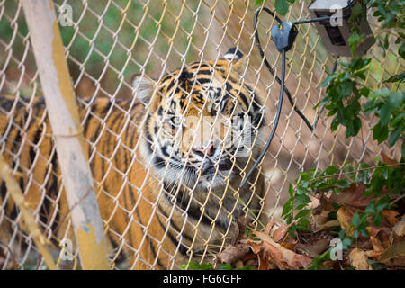 Bengal tiger in captivity at the San Diego Zoo Safari Park in California. Stock Photo