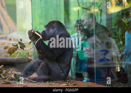 Silverback gorilla at the San Diego Zoo with people up against the glass. Stock Photo
