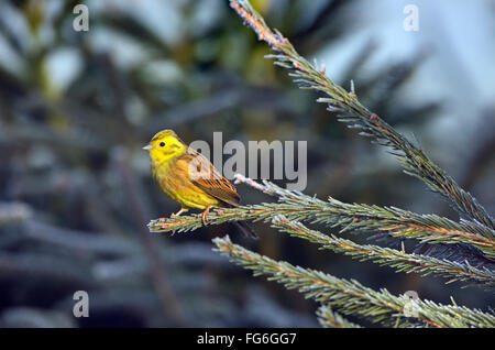 Yellowhammer Emberiza citinella perched on conifer on a frosty Winter morning Stock Photo