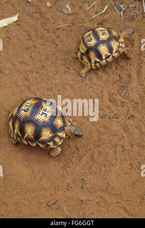 Ploughshare Tortoise (Astrochelys yniphora). Juveniles. Madagascar. Durrell Wildlife Conservation Trust breeding centre. Stock Photo