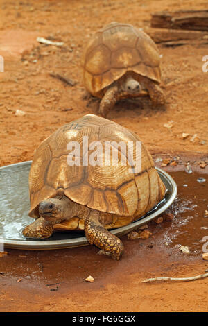 Angonoka Or Ploughshare Tortoises Astrochelys Yniphora. Competative ...