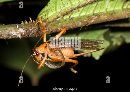 Bush cricket grooming while holding on with one leg. In the rainforest understory at night, Ecuador Stock Photo