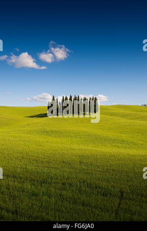 Cypress trees in cornfield at San Quirico d’Orcia, Val d'Orcia, Tuscany, Italy Stock Photo