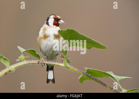 Goldfinch (Carduelis carduelis) sitting on the stem of a sunflower, Germany Stock Photo