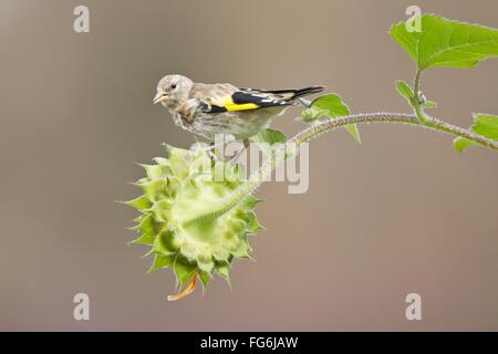 Goldfinch (Carduelis carduelis) sitting on sunflower (Helianthus annuus), Hesse, Germany Stock Photo