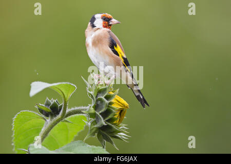 Goldfinch (Carduelis carduelis) sitting on sunflower (Helianthus annuus), Hesse, Germany Stock Photo