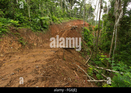 New road bulldozed through rainforest in Ecuador. Road building brings colonization and deforestation to the Amazon Basin. Stock Photo