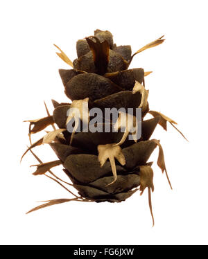 Douglas fir pine cone isolated on white background 'Pseudotsuga Menziesii' Stock Photo