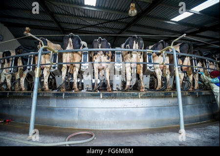 Cows On A Dairy Farm; Cullinan, Gauteng, South Africa Stock Photo - Alamy