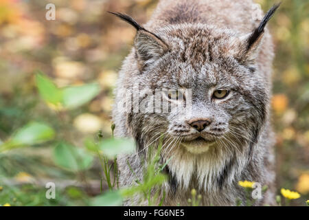 Canadian Lynx (Lynx canadensis) walking through the underbrush; Yukon, Canada Stock Photo