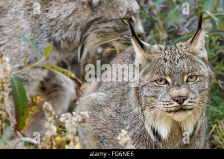 Canadian Lynx (Lynx canadensis) walking through the underbrush; Yukon, Canada Stock Photo