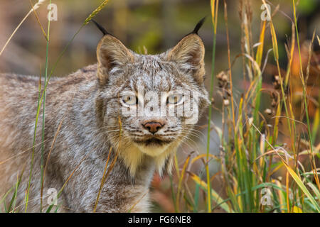 Canadian Lynx (Lynx canadensis) walking through the underbrush; Yukon, Canada Stock Photo