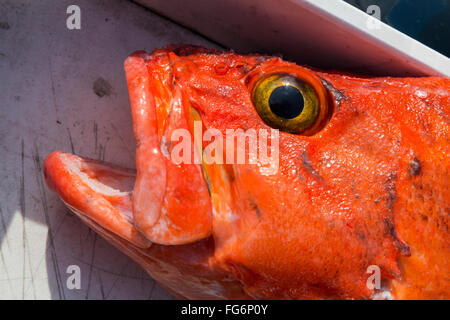 A orange Rockfish ((Sebastidae) on a boat after being fished out of Prince William Sound; Whittier, Alaska, USA Stock Photo